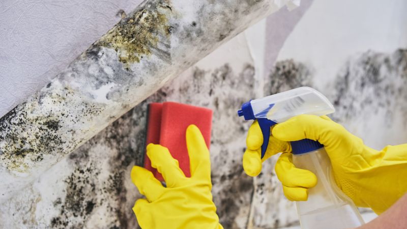 Mold Treatment Service in West Palm Beach, FL